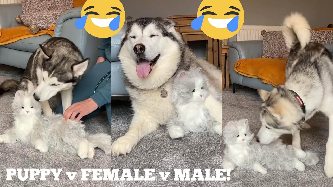 Huskies Meet New Kitten Prank! [PUPPY v MALE v FEMALE!!]
