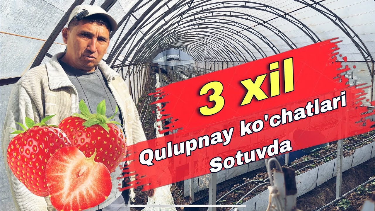 3 TA MASHHUR NAV! Asia, Clery va Chorniy Prins Qulupnay Ko‘chatlari sotuvda