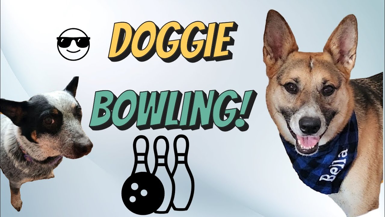 Doggie bowling, 😆 LIVE STREAM!