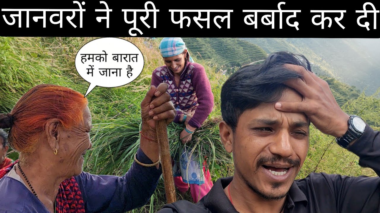 सब बारात में जाने को तैयार  जानवरों ने पूरी फसल बर्बाद कर दी