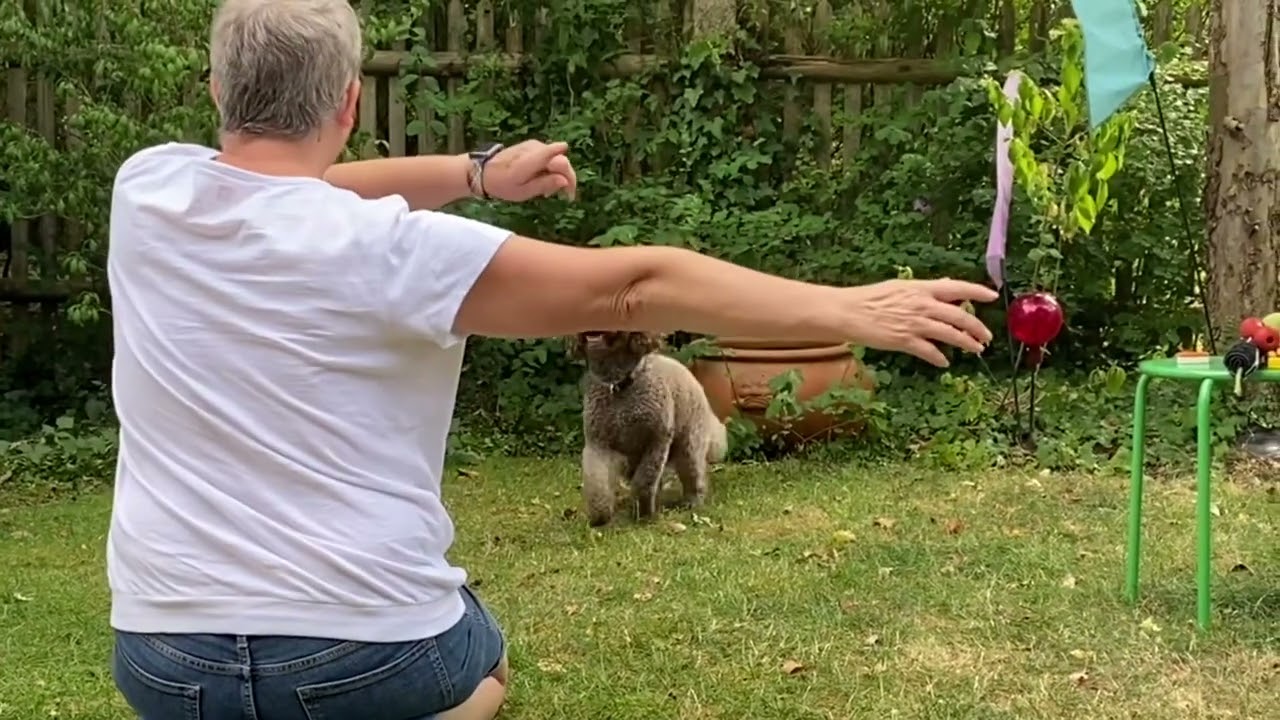 Luca ein Lagotto Romagnolo im Training