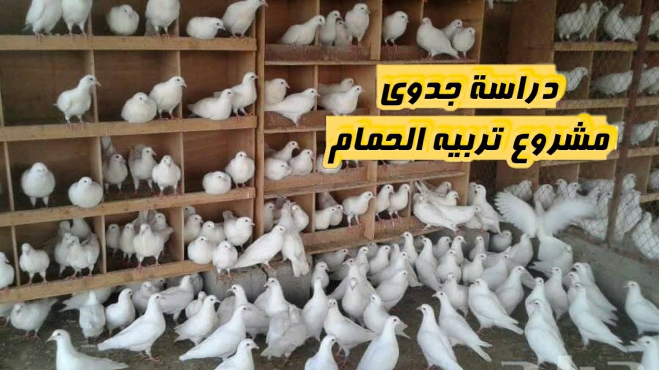دراسة جدوي مشروع تربيه الحمام ونسبه الارباح من ابو مريم التونسي