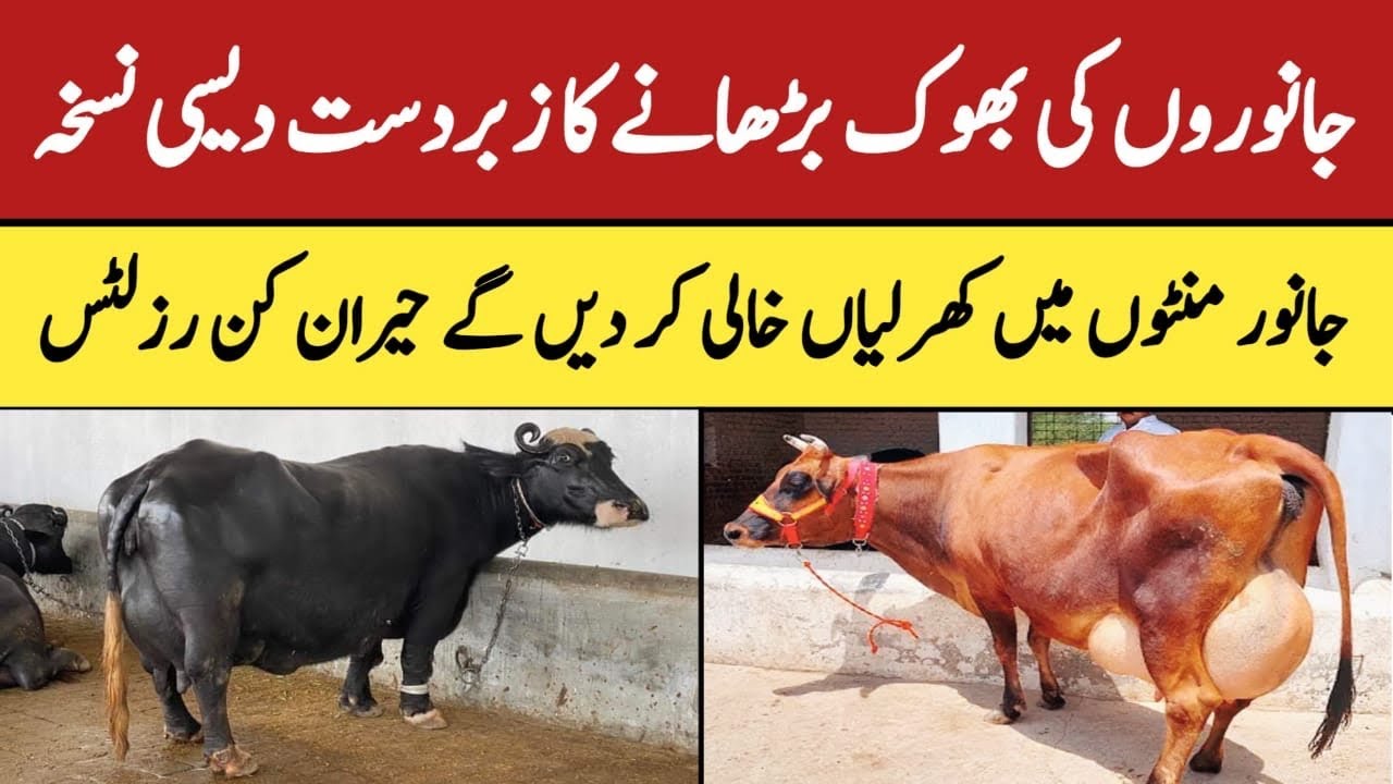 Janwaron ki bhook barhanay ka tarika | Pashu ki bhook badhane ka tarika