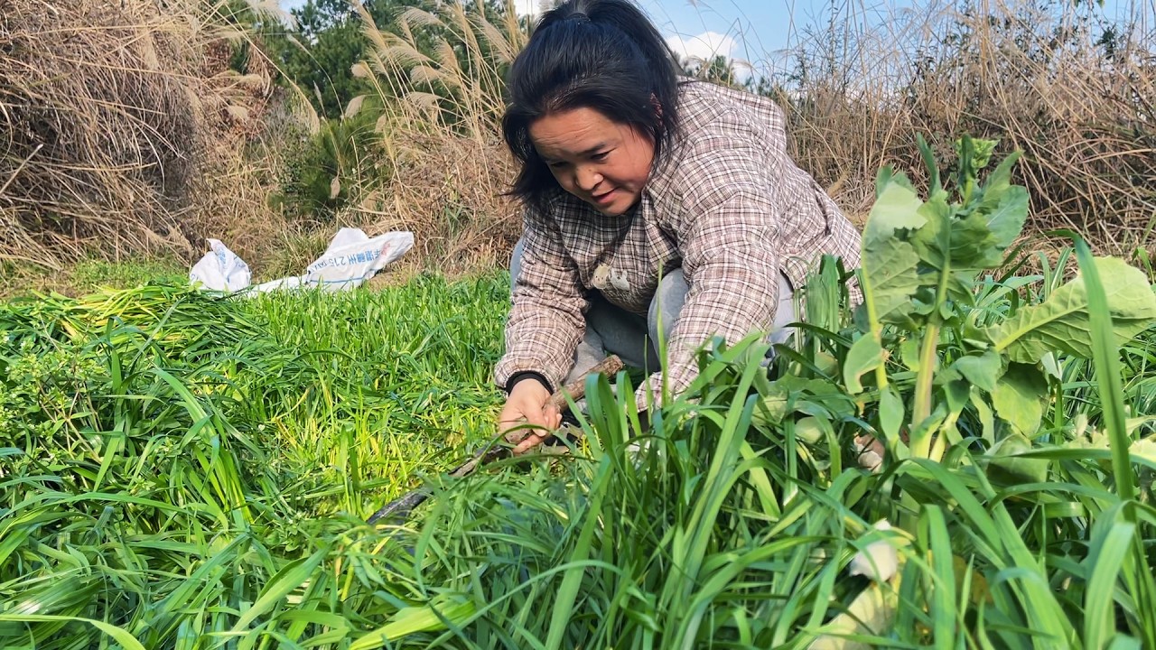 苗大姐割草喂牛犊，带孩子一起干活，甩也帅不掉