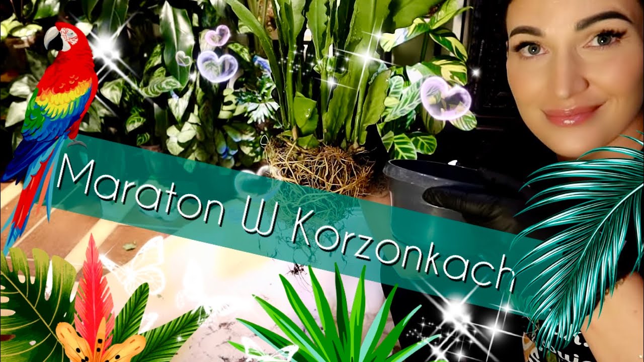 MARATON PRZESADZENIOWY 😱💖😱... „szczurze korzonki w bogosie ?” … 😜🤣🤣🤣