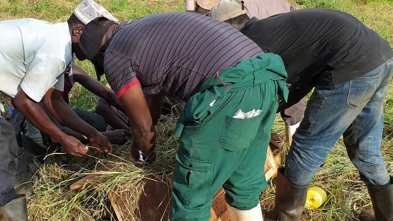 How to make hay out of Chroris when u dont have tractor