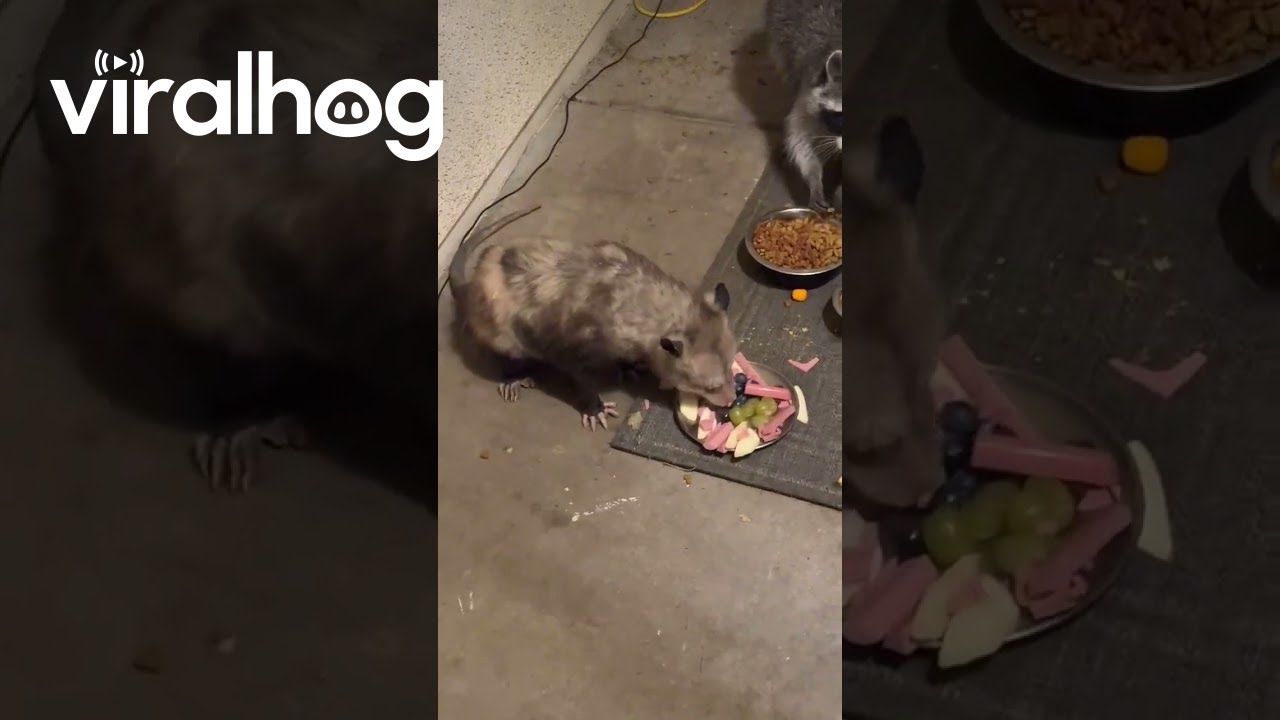 Opossum, Skunk, Raccoon, and Cat Having Dinner on the Porch || ViralHog