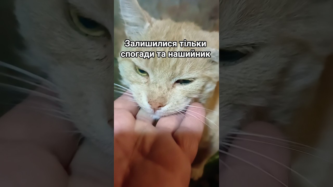 Історія Рудiка з Одеси триває &mdash; рудий котик йде на поправку 🐾