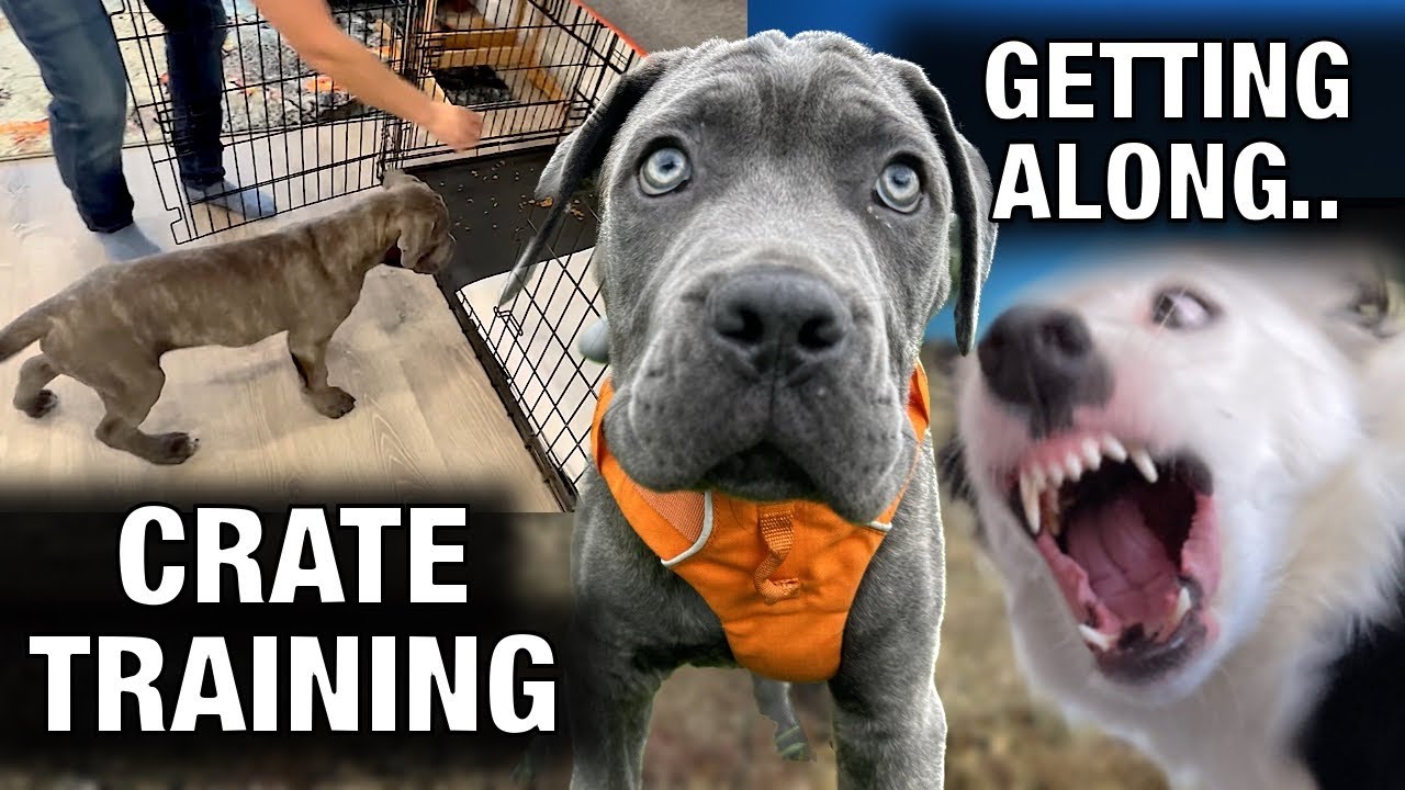 Episode 6: Mastering Crate Training & Getting the Dogs to Get Along ￼
