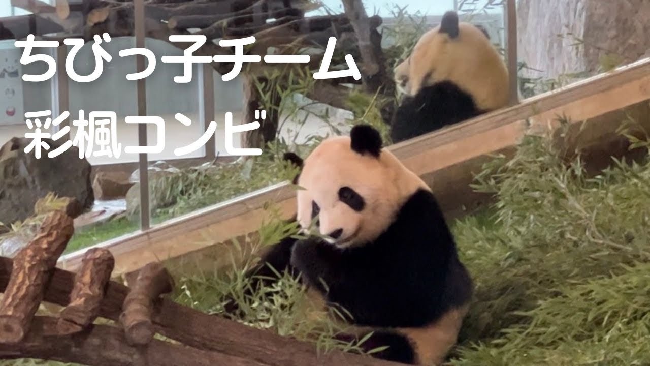 かっ..かわいい😍自由度高めwちんまりちびっ子チーム パンダ彩浜＆楓浜🐼