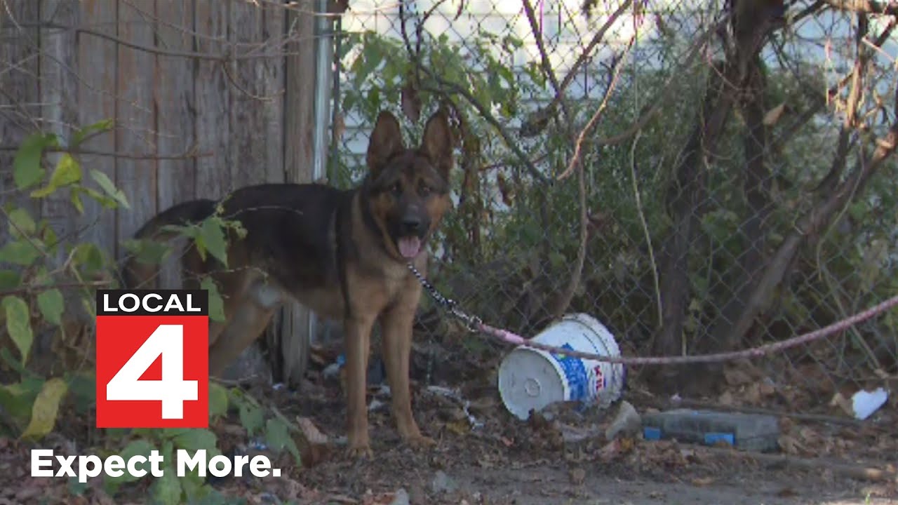 Owners accused of leaving dogs chained up outside on Detroit's east side