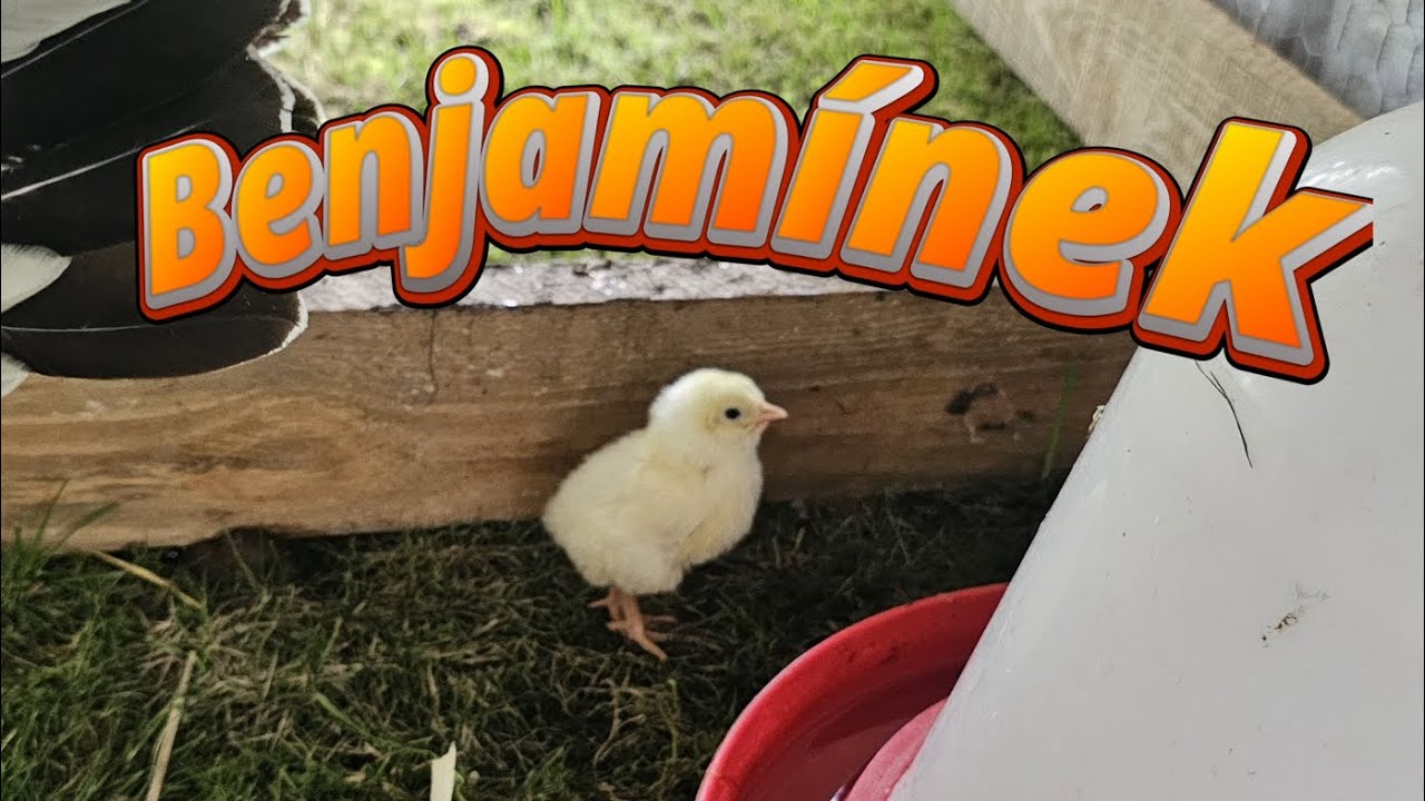 Slepice, kuřata, kuře, Benjamínek díl 1 KUŘÁTKA na Dvoře! 🐔 Máme 3 KVOČNY najednou! #chovdrůbeže