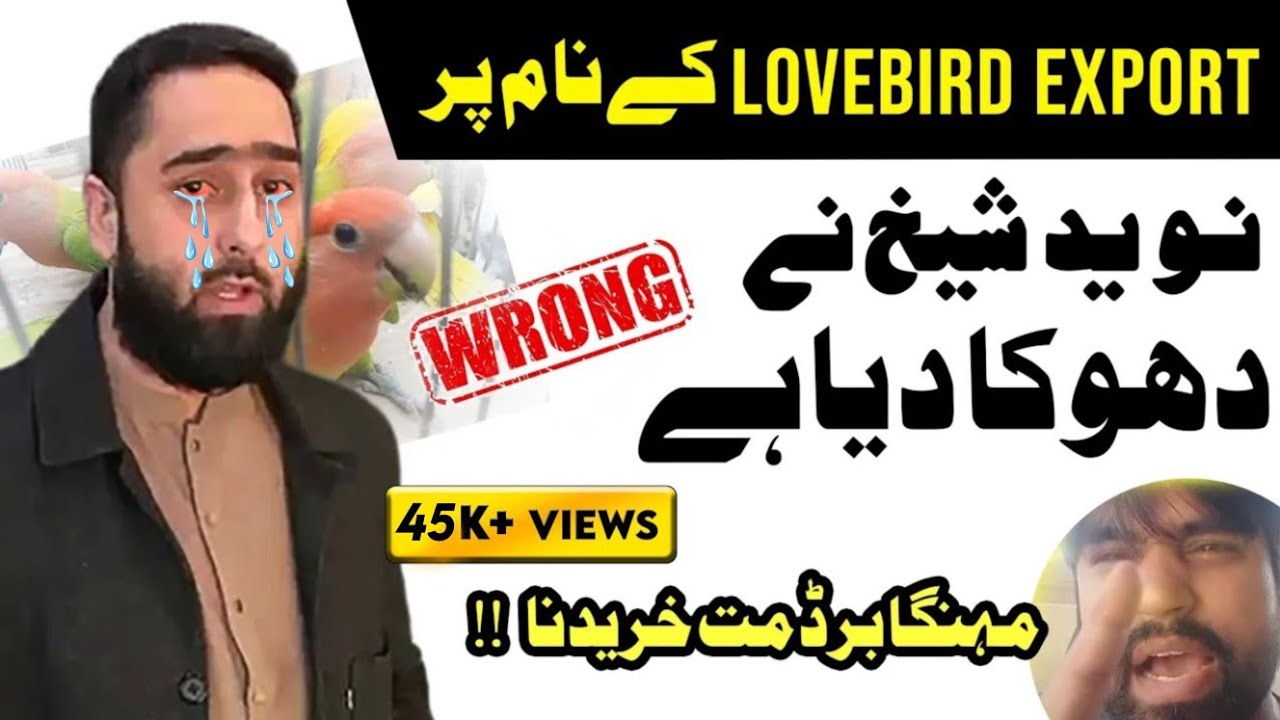 Lovebird Export ke nam per 