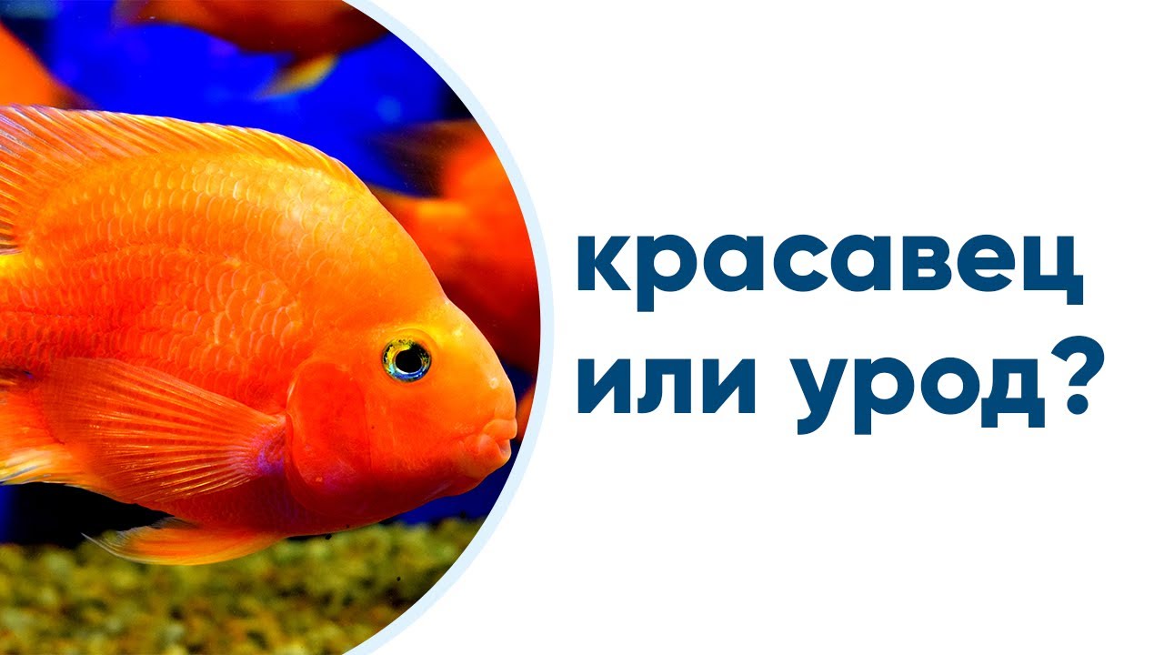 Рыба попугай – творение рук человеческих