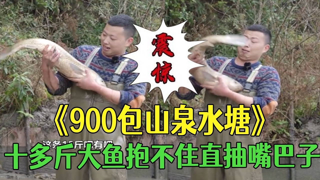 花900塊包下山泉水魚塘，十多斤大魚抱不住，直抽嘴巴子#小飛哥  #戶外 #抓魚 #農村生活 #我要上熱門#包塘