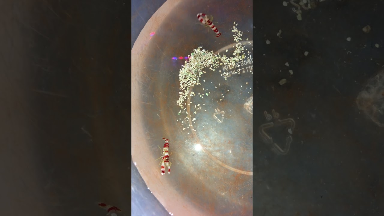 RANDALLS PISTOL SHRIMP FOR MARINE AQUARIUM (Alpheus randalli)