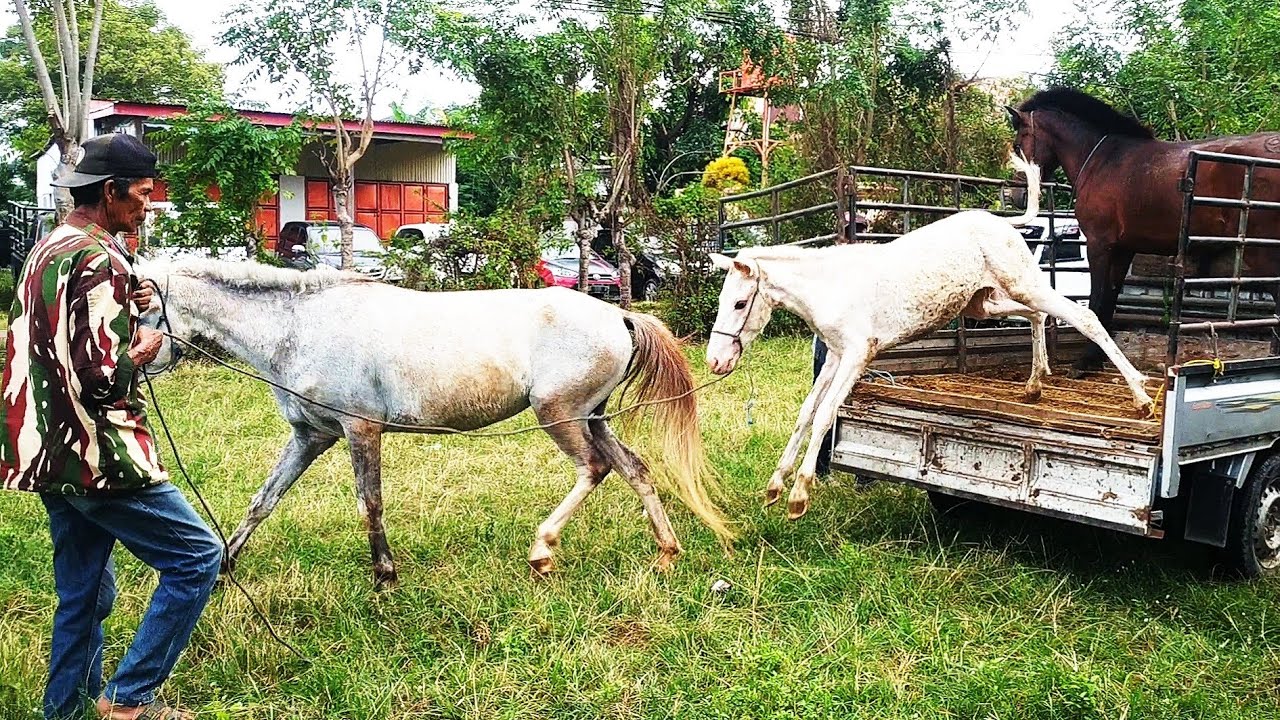 Ada Satu Kuda Unik - Begini Penampakannya | Pasar Kuda Jeneponto