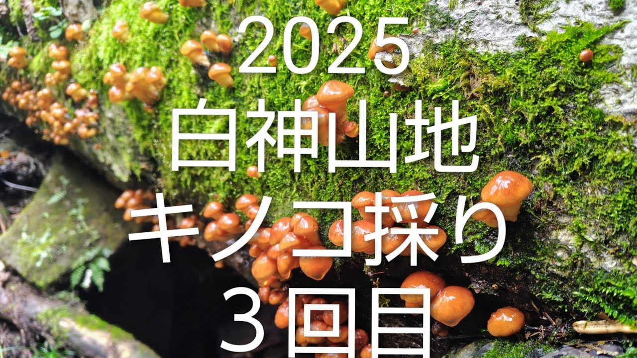 2025 白神山地 キノコ採り 3回目