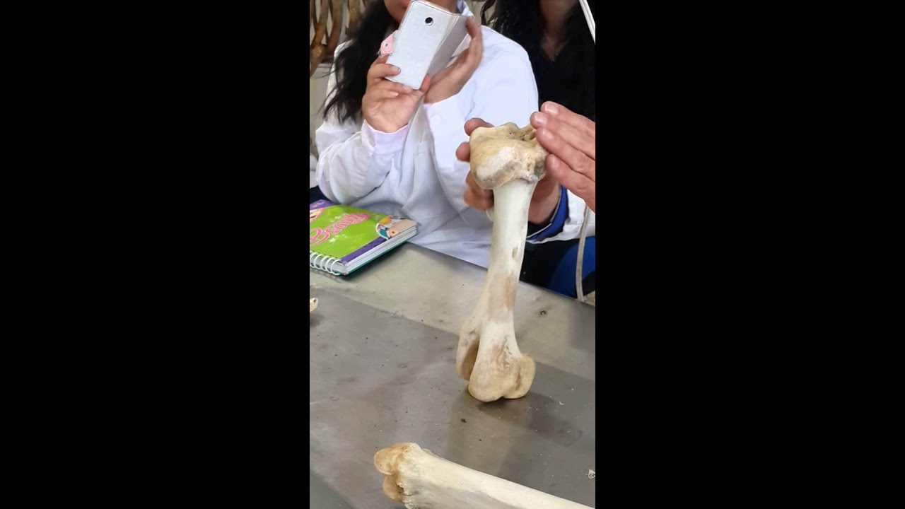 Húmero (Osteología equino)