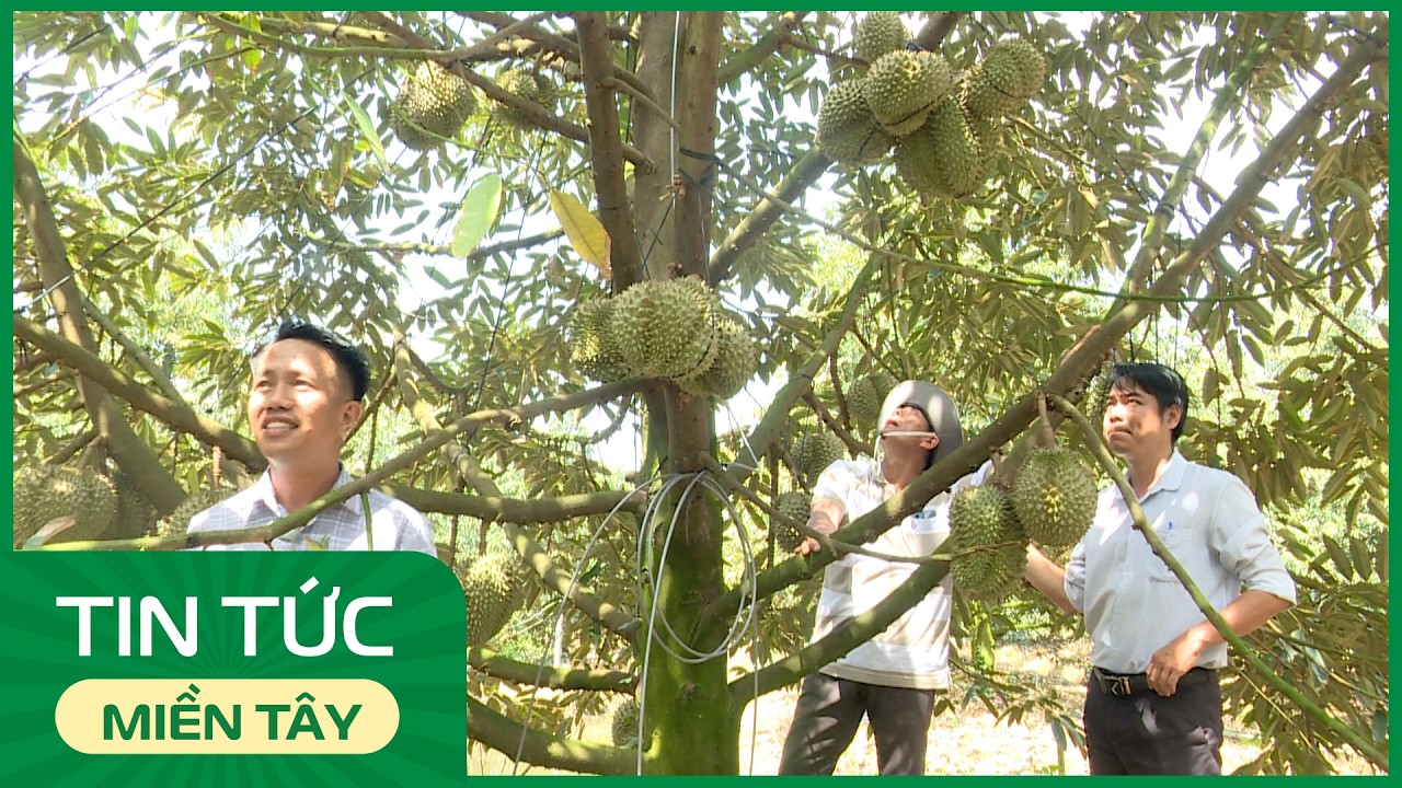 Thanh Hưng: Sầu riêng mùa nghịch, lợi nhuận nhân đôi | THDT