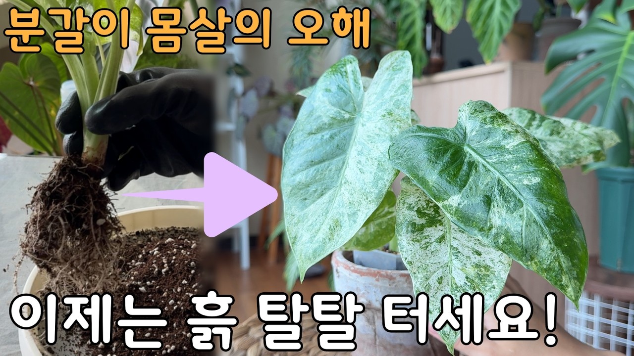 식물 종류 크기 상관없어요. 분갈이 몸살에 대한 오해 / 흙 100% 다 털어도 분갈이 몸살 1도 없어요! / 이렇게 해서 까다로운 알로카시아도 잘 자라고 있어요