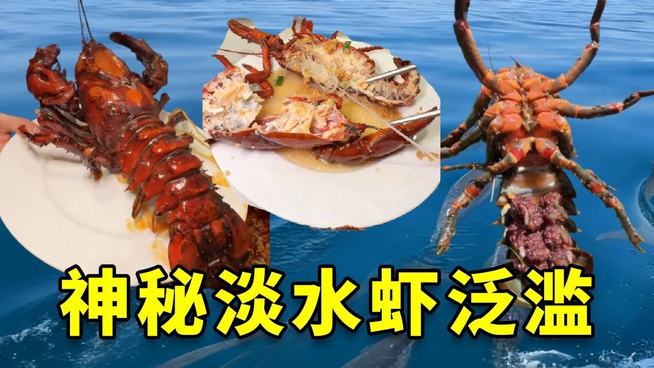 听说澳大利亚出现超大的淡水虾并且味道十分美味，我带女友一谈究竟 #大豪夫妇 #fishing #大魚 #戶外