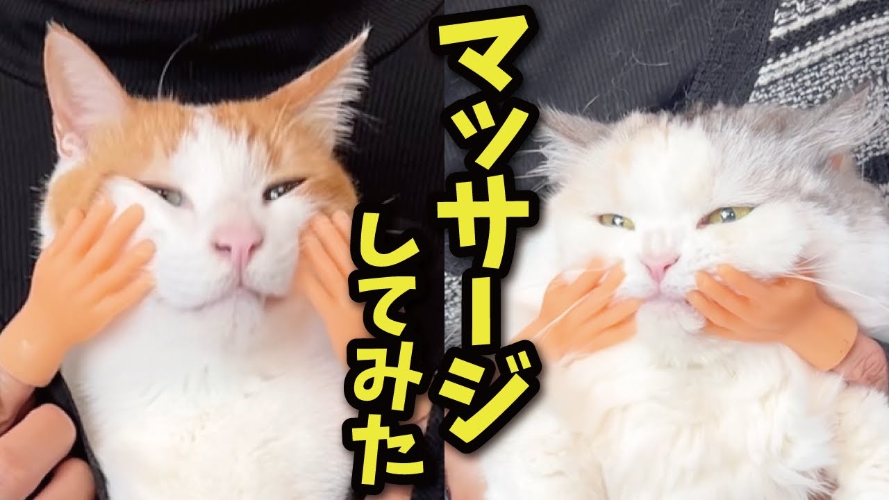 猫を謎の手でマッサージしてみたらこうなりました