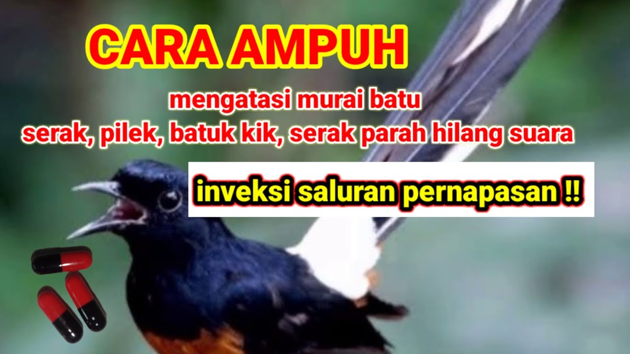 Cara ampuh 100%.mengatasi murai batu sakit.serak.batuk kik, hilang suara, inveksi pernapasan