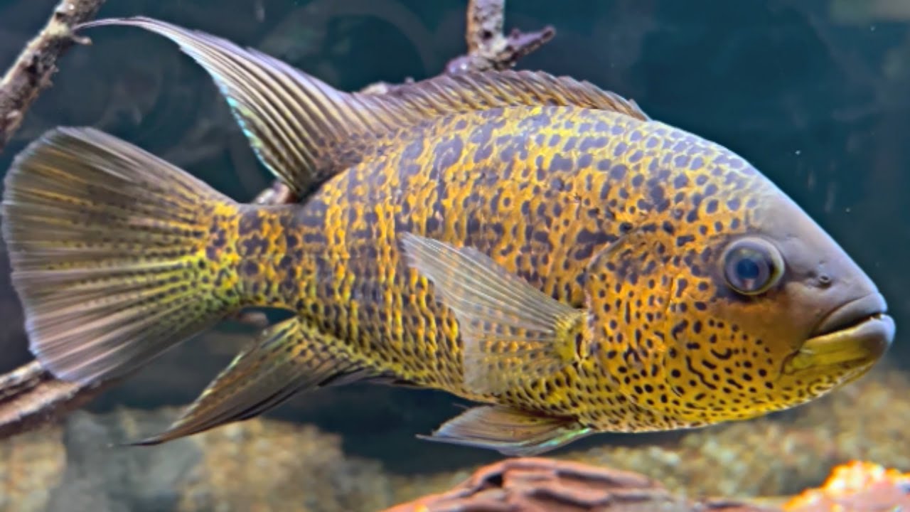 How to Keep Yellow Jacket Cichlids | Care Guide & Species Profile