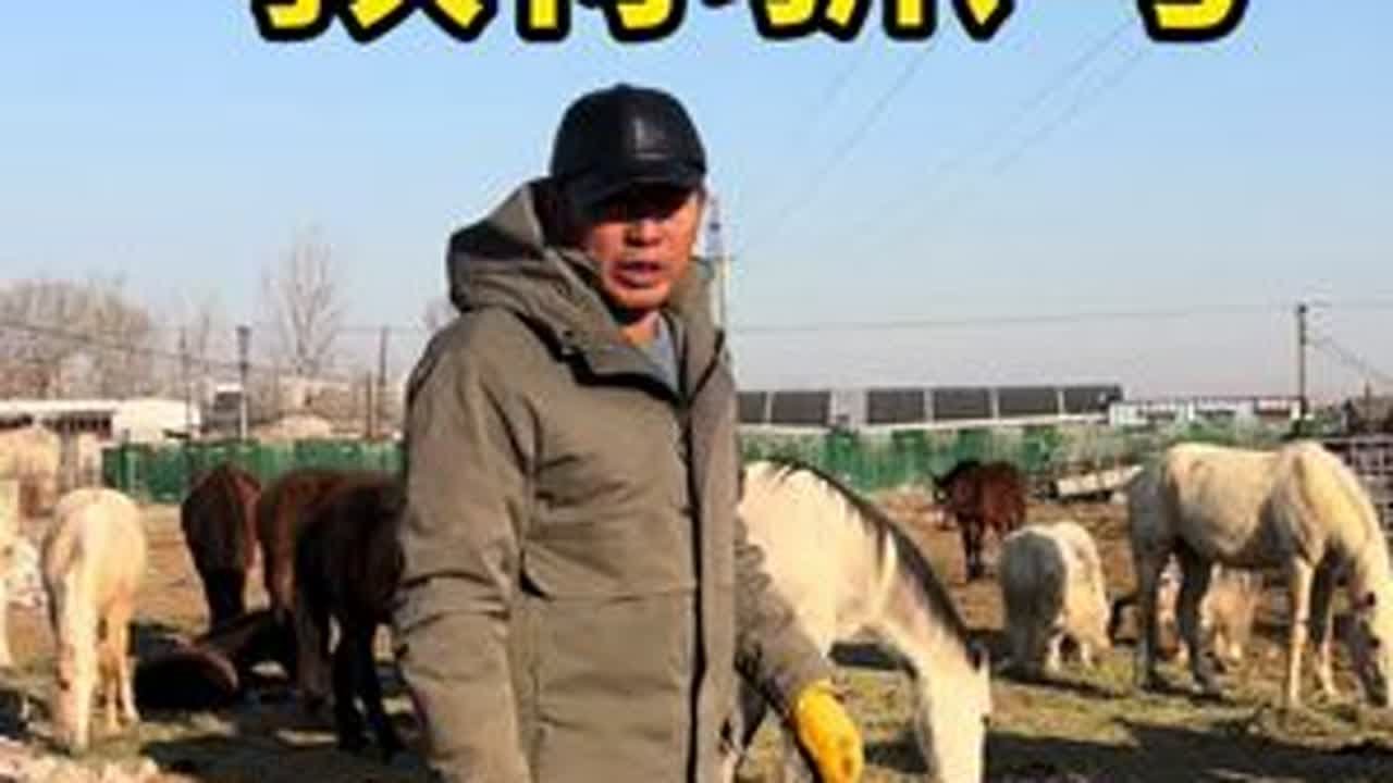 教你抓马#骑马训马#推广马术运动