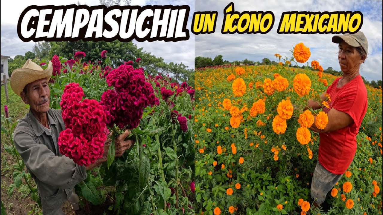 FLOR DE CEMPAS&Uacute;CHIL conoce la Tradici&oacute;n del Dia de Muertos en Veracruz M&eacute;xico