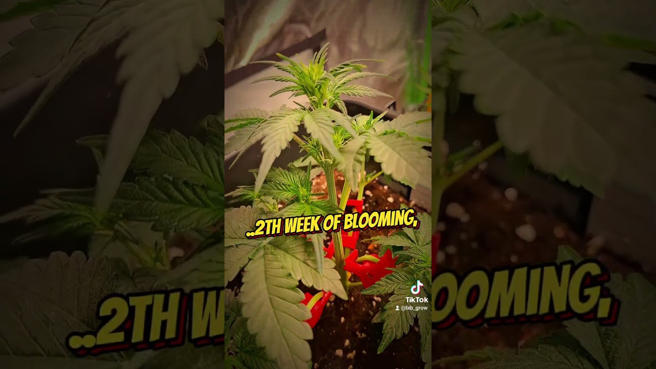 #frostbanger #fastbuds420 #biobizz_all-mix #feeding_biogrow/biobloom #growwithlove
