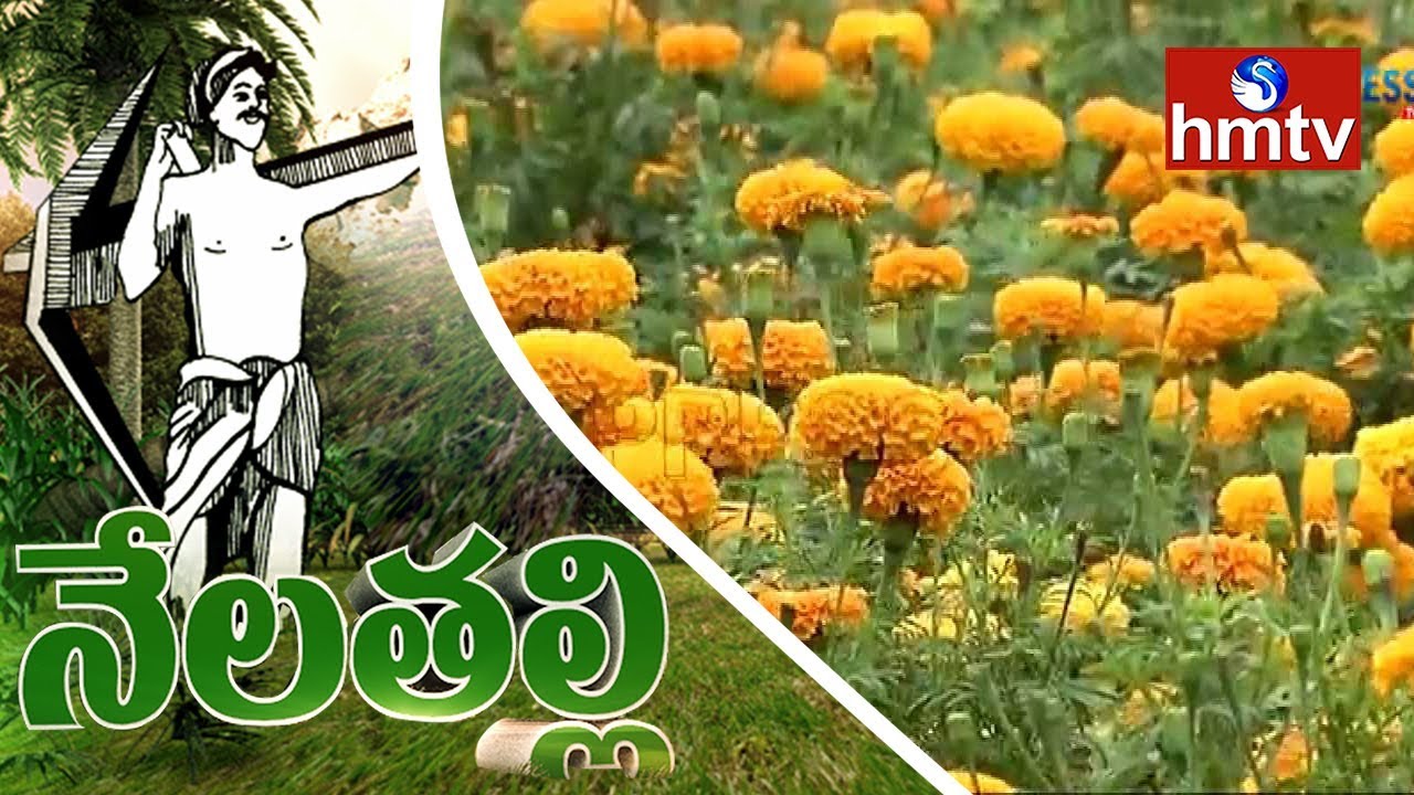 Farmers Earn Profits By MariGold Flower Cultivation | East Godavari Dist | Nela Tali | hmtv