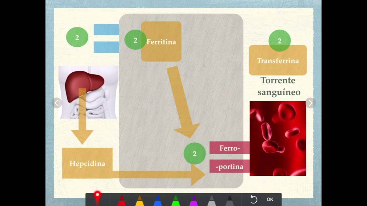 Metabolismo del hierro