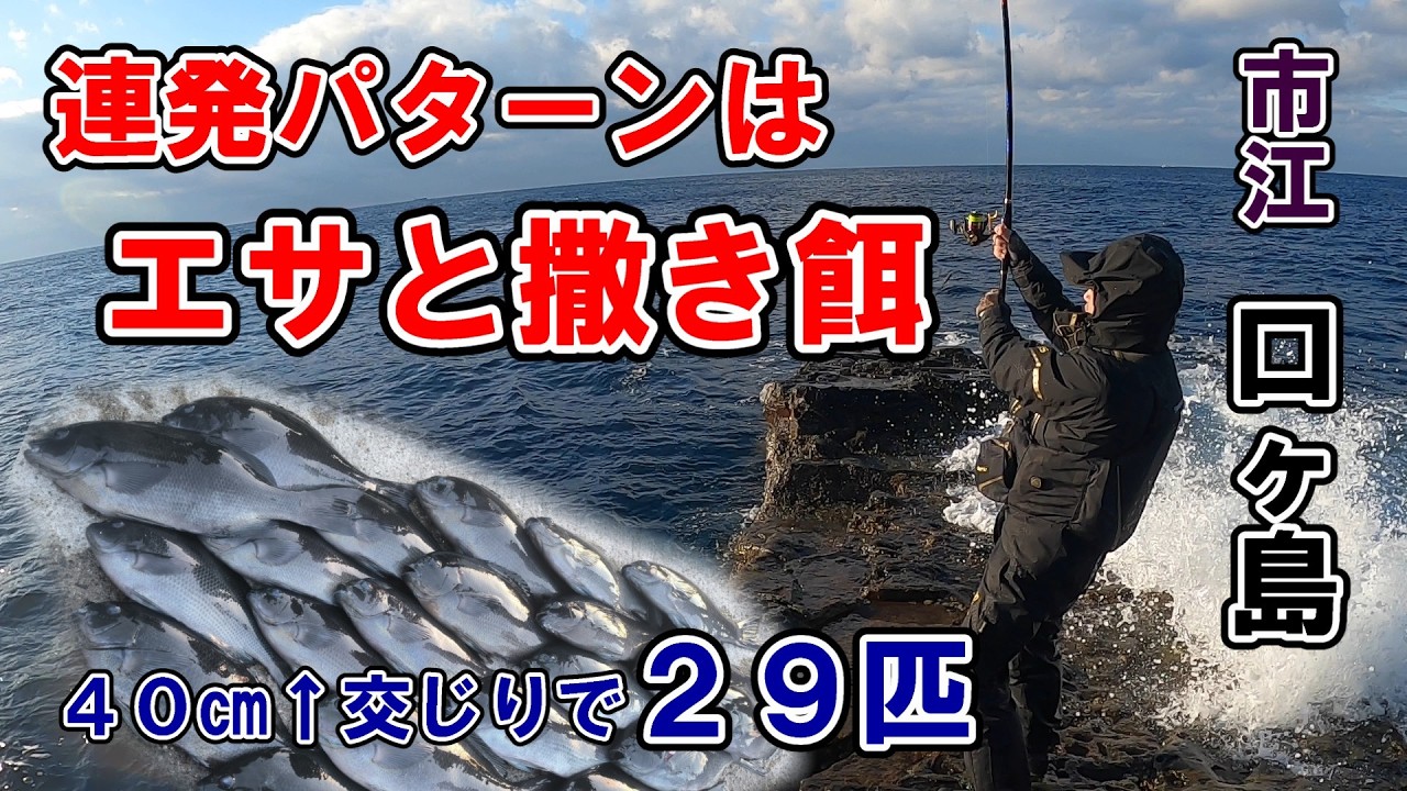【市江・口ヶ島】撒き餌と刺し餌の工夫で連発パターンを完全攻略。４０㎝UP交じりでグレが乱舞
