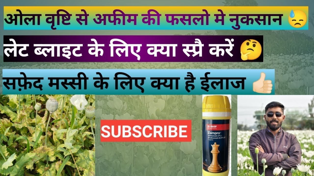 अफीम मे लेट ब्लाइट और सफ़ेद मस्सी की दवाई 👍🏻अफीम मे ओला वृष्टि से हुआ नुकशान 😓@mkagri7493 