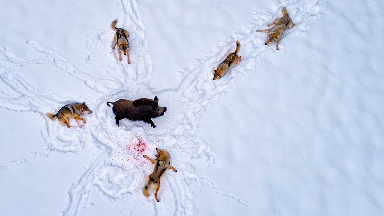 ONE Against 5 WOLVES: The Wild Boar &mdash; The Most DANGEROUS Animal in the Forest!