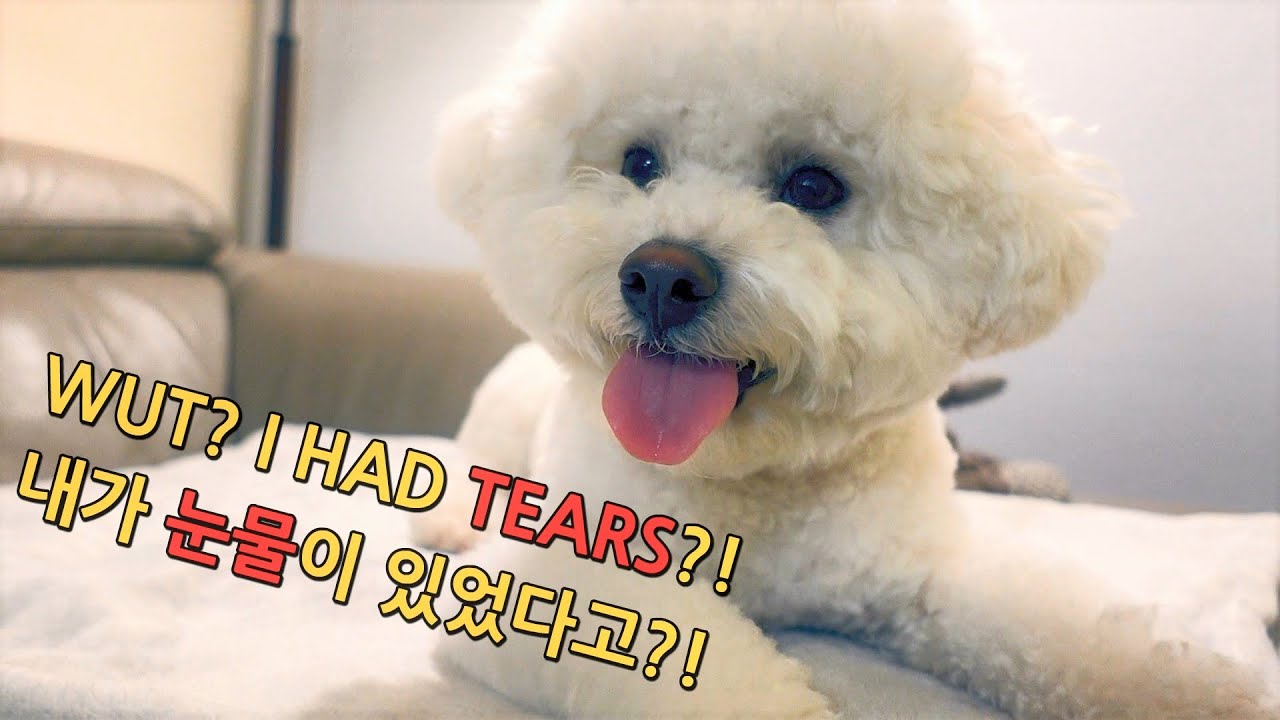 Completely removed our bichon's tear stains. SOM-thing Special Magic product for dog tear stains!