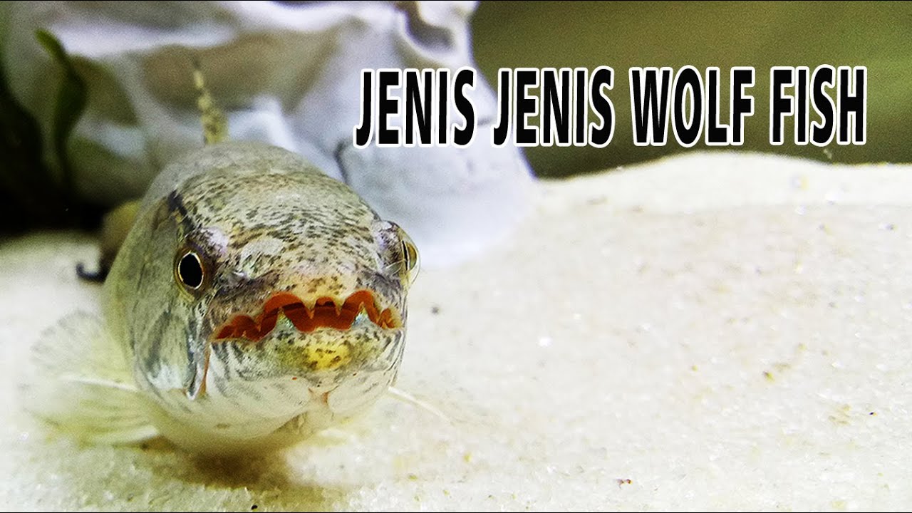 HOPLIAS MALABARICUS - Wolf Fish  ( Tank Set Up and SPECIES PROFILE )