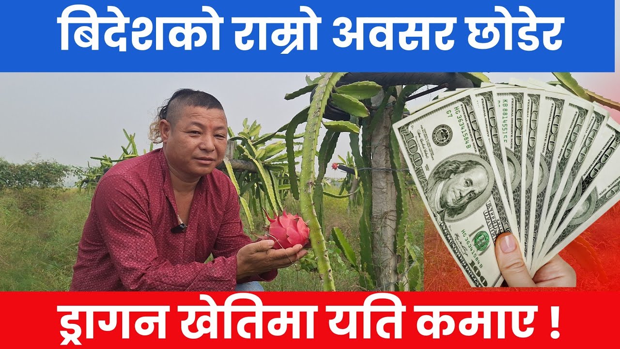 विदेश छोडेर ड्रागन फ्रुटमा रमाएका युवा | लगाएको ९ महिनामै यति कमाए | Dragon fruits farming in Nepal