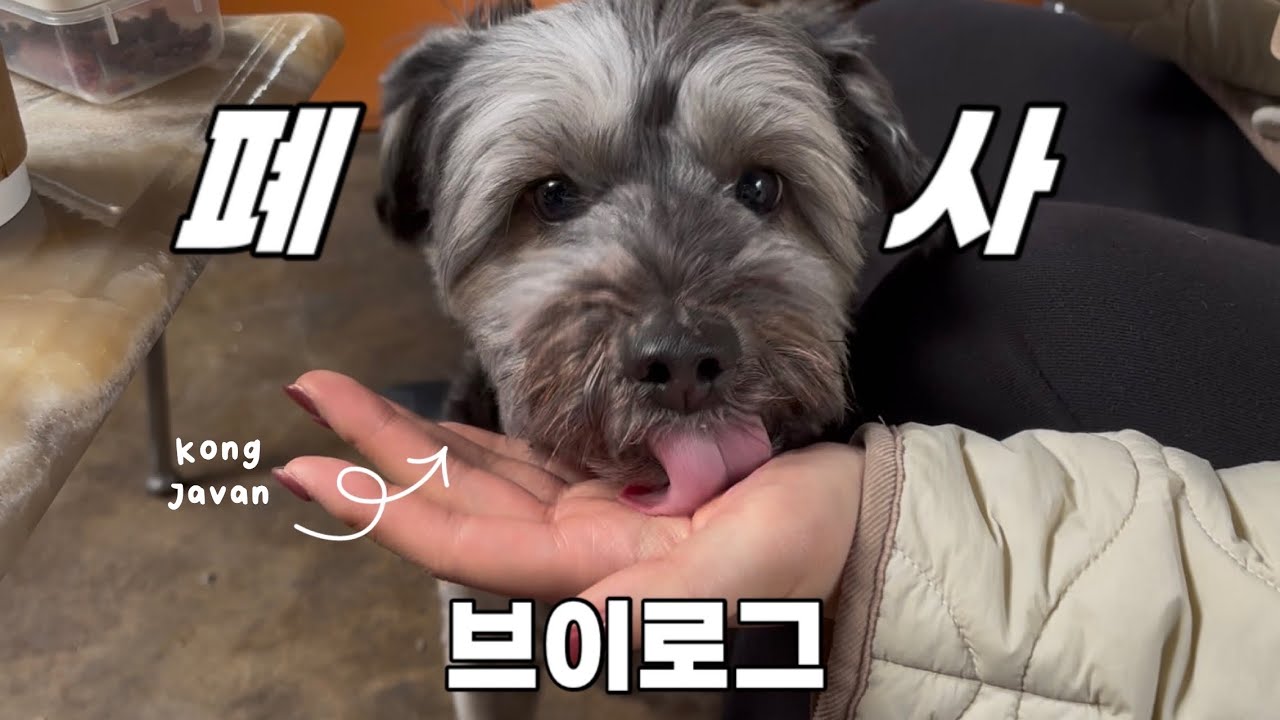 백수의 소소한 일상 기록 (with. 콩자반)