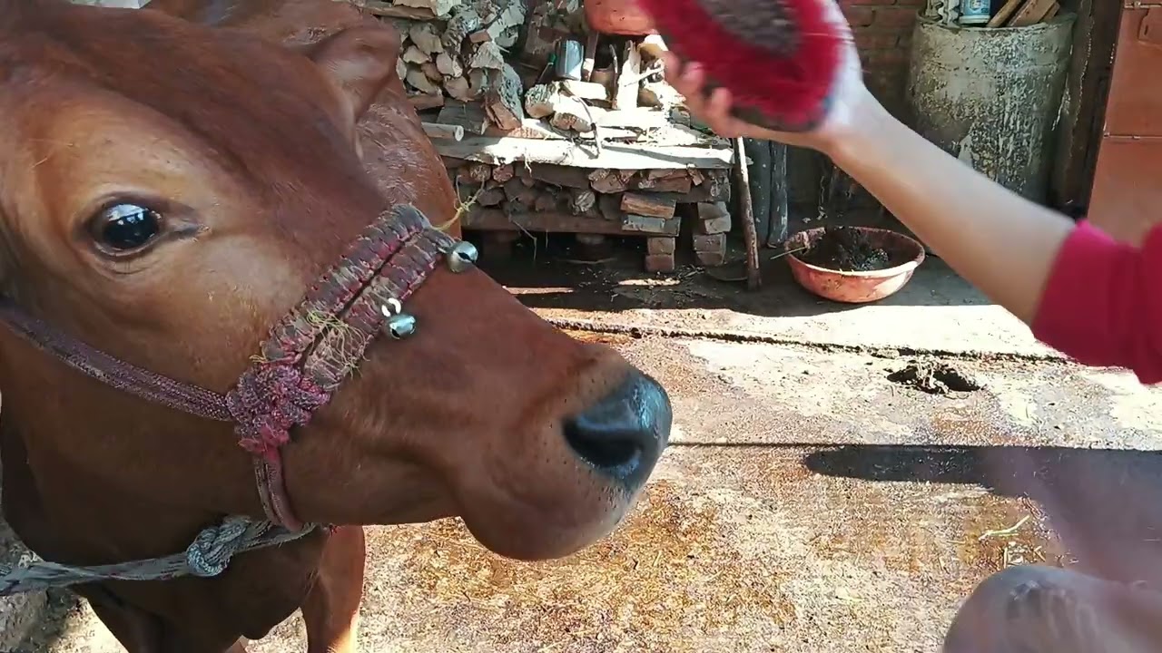 छोटे बच्चों का पशुओं के प्रति प्रेम राधे राधे 