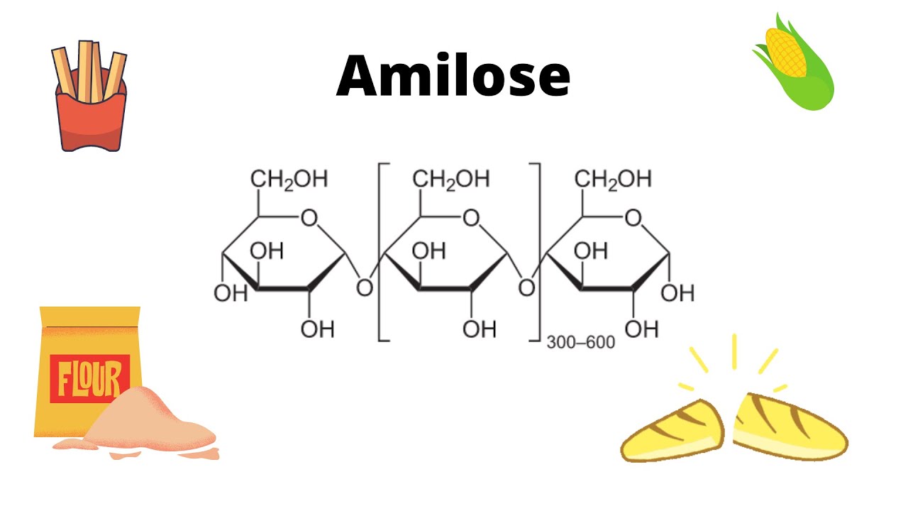 Metabolismo do amido