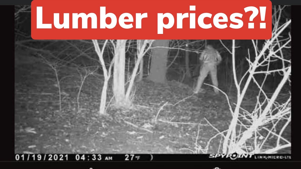 Thief STEALS BLACK WALNUT TREE, gets BUSTED on trail camera! Are lumber prices really that steep?!