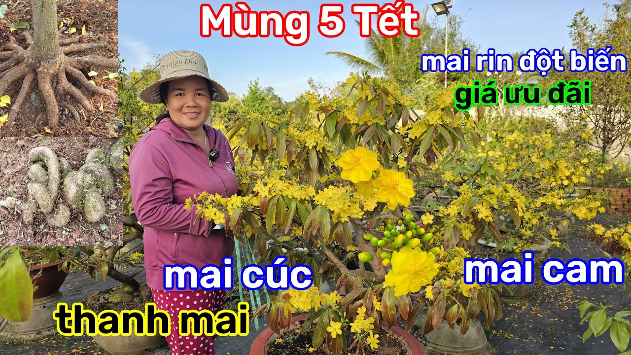 🌲21/2☎️Vườn mai Cô Phương☎️mai rin đột biến🌲bông chùm siêu bự🌲giá này quá rẻ🌲chốt lẹ lẹ