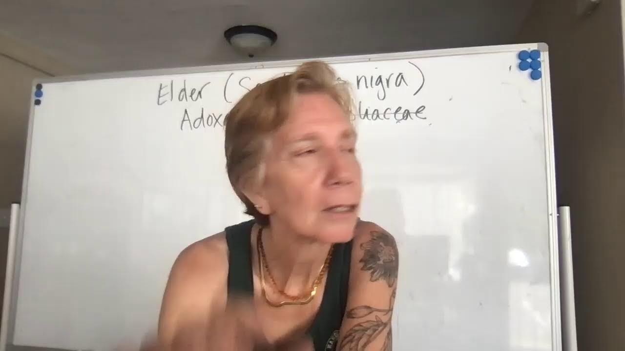 Herbal Exploration: Elder Flower (Livestream!)