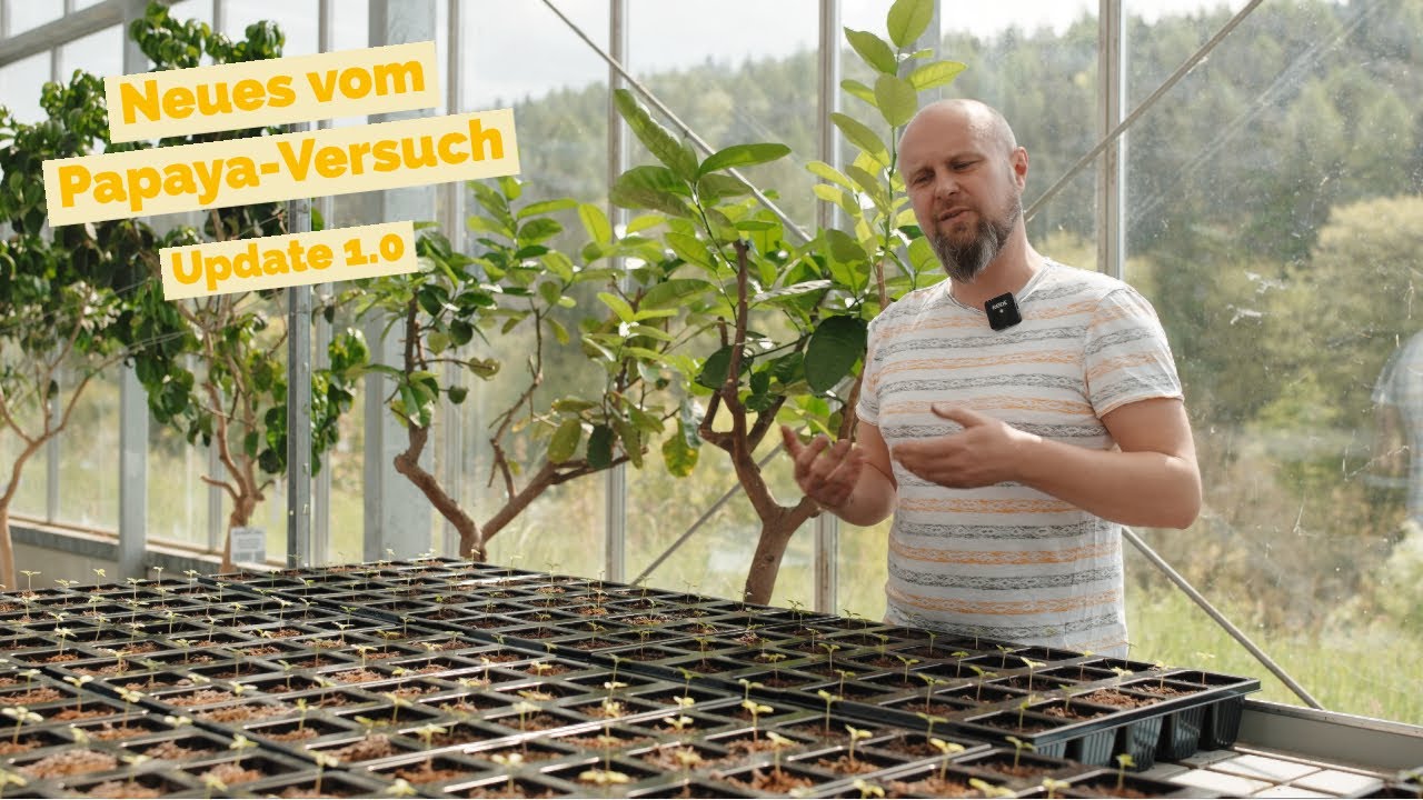 Versuch Update Papaya/Sternfrucht Mai 2023 #diyplanters #tropicalhouse #papaya #fyp