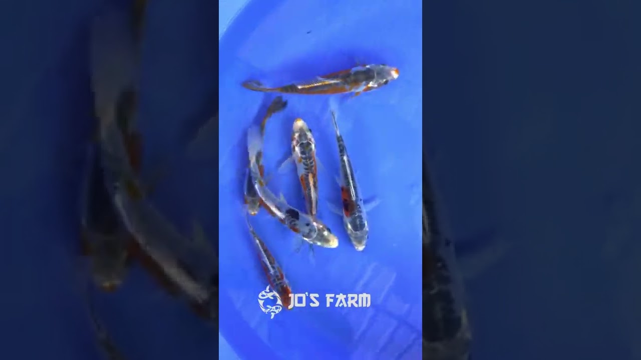 Imported koi&rsquo;s from Thailand | Jo&rsquo;s farm | kerala | Calicut | 8089377854