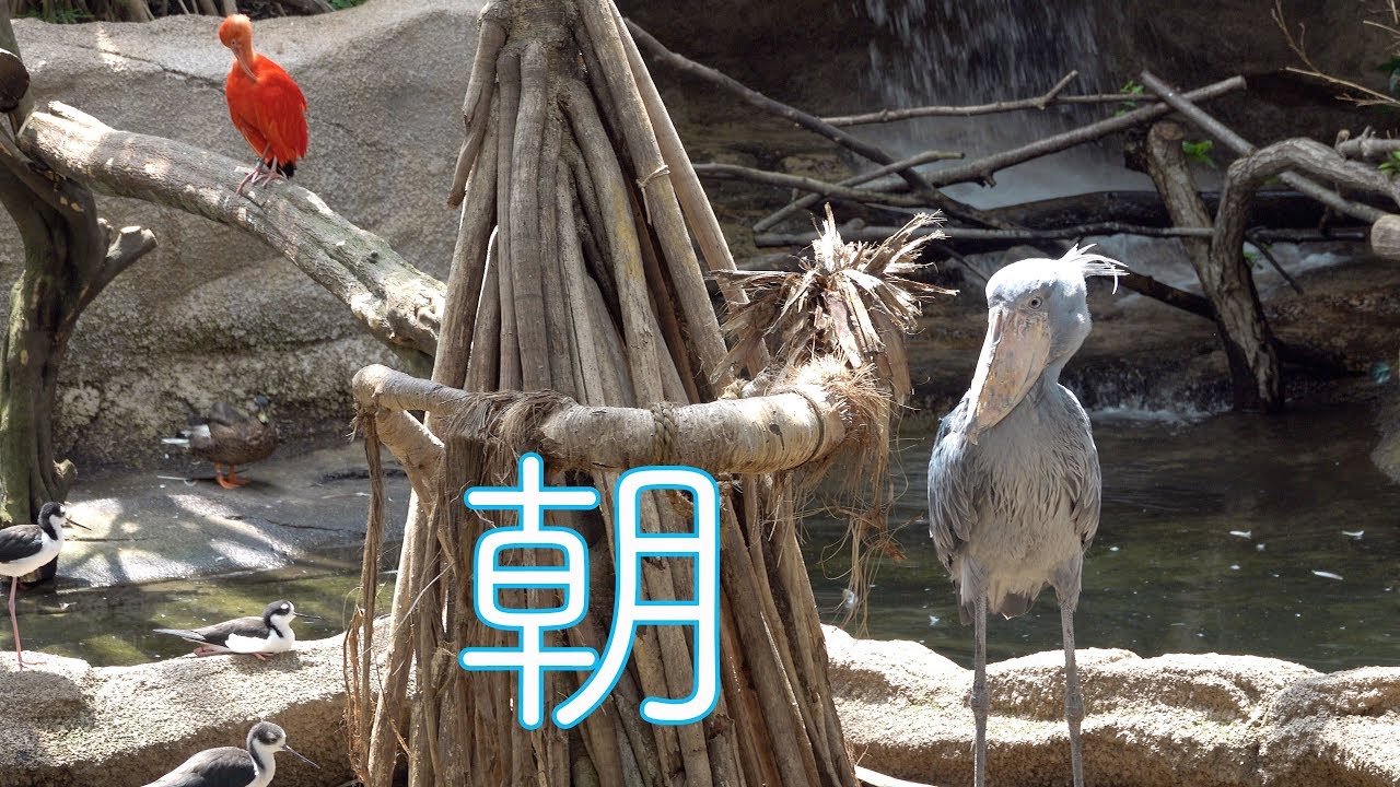 【BONGO in NASU】PART2　ボンゴとカシシ in 朝のウェットランド! BONGO & Caxixi in the morning