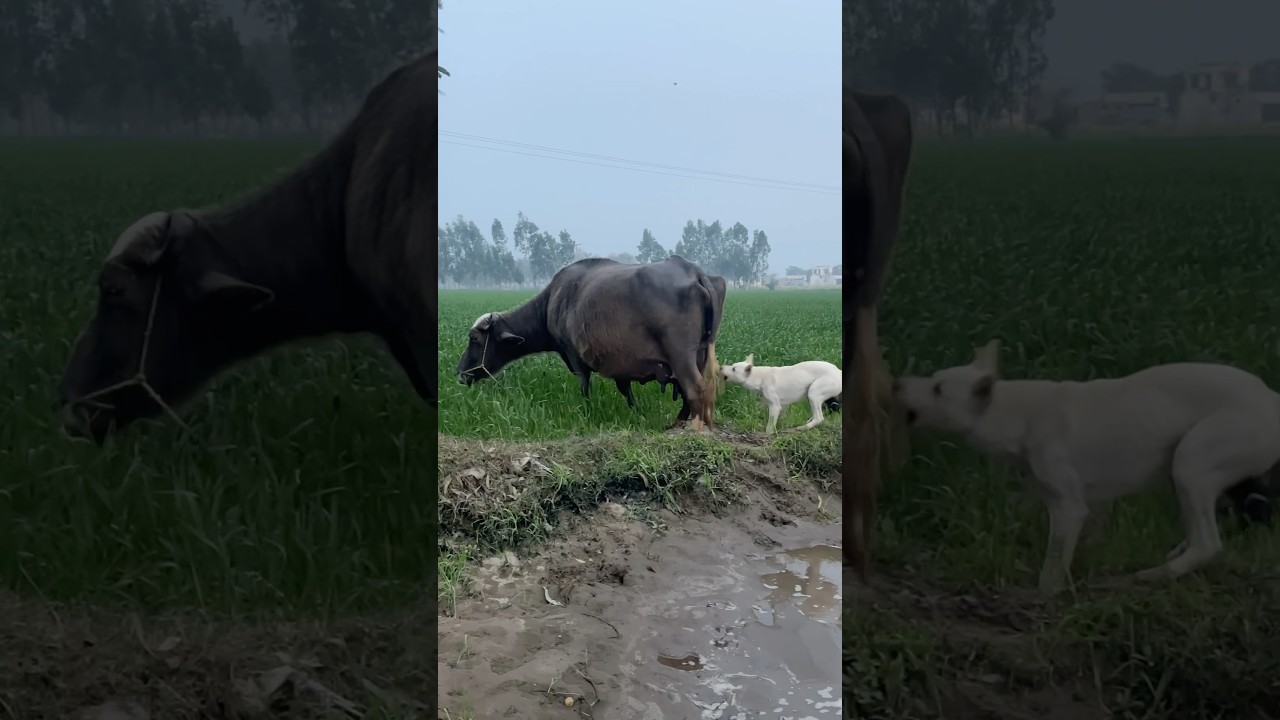 Dogs playing with Buffalo 🦬 